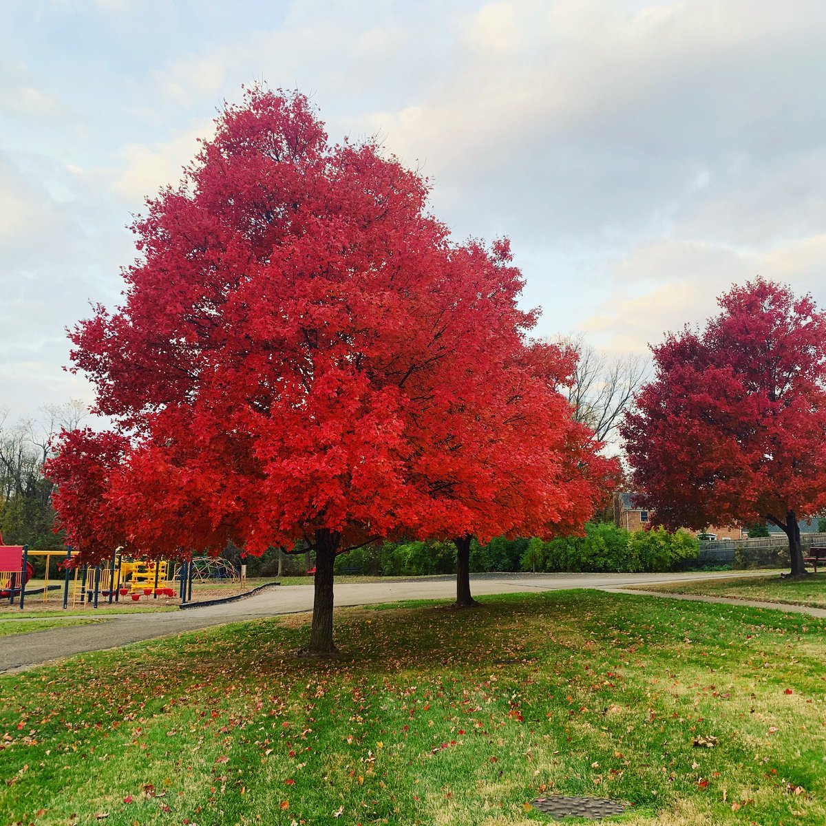 milliga2's tweet photo. Even Maddux trees have school spirit! #MustangRed @MadduxMustangs @maddux_pto @FHSchools https://t.co/QIgrldNH5U