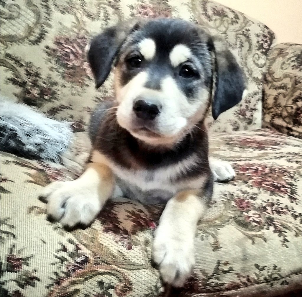 _elpuente09's tweet photo. La pequeña Flo en busca de un hogar definitivo, se encuentra vacunada y desparasitada. Se entrega con su carnet + compromiso de esterilización #AdoptaNoCompres #talca #septimaregion #rescatado #perro #tumejoramigo #Difunde https://t.co/TElrVmRr2n
