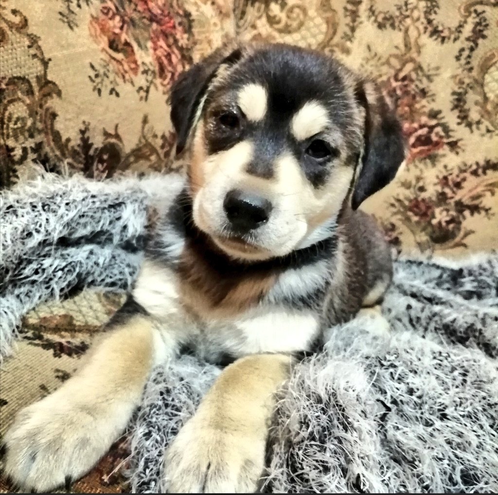 _elpuente09's tweet photo. La pequeña Flo en busca de un hogar definitivo, se encuentra vacunada y desparasitada. Se entrega con su carnet + compromiso de esterilización #AdoptaNoCompres #talca #septimaregion #rescatado #perro #tumejoramigo #Difunde https://t.co/TElrVmRr2n