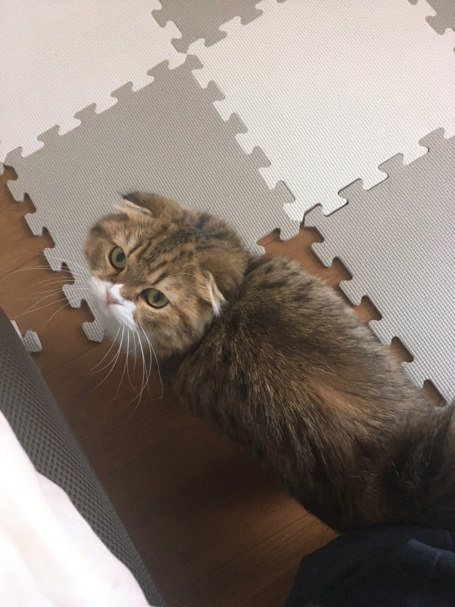 落ち着くのを待ち中♪ ブラッシングするよー😅 #猫好き #猫好きさんと