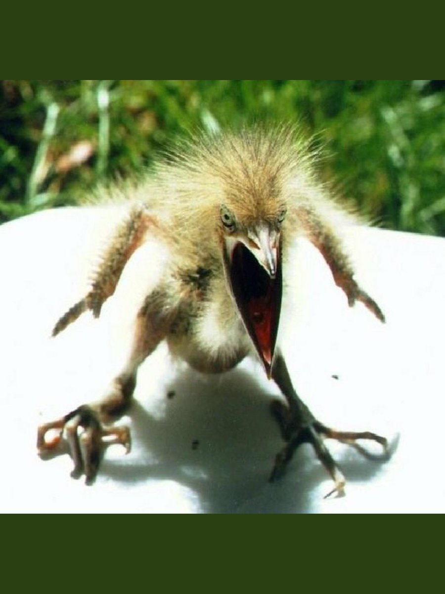 смешной компот. настроение пропало. муж пришел с работы злой пнул кота. бэтмен есть что пожрать. я на работу я с работы.