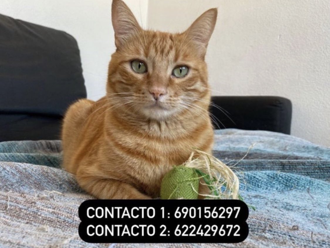 joselitonoseque's tweet photo. ⚠️Gente de Málaga, Teatinos zona del Hospital Clinico⚠️

Se ha perdido mi gato Caos. Es macho, está castrado y lleva chip. Tiene 3 años.

Es cariñoso y se deja coger. Se ha perdido hoy (miércoles 17/11) Difusión por favor. https://t.co/6m2bJZ0oGv