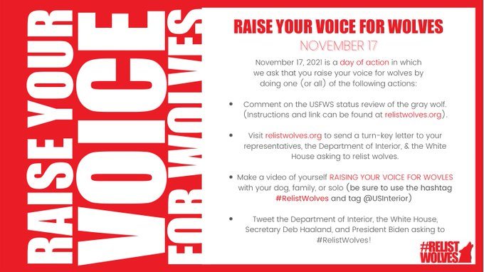 Mareena716's tweet photo. Today is a #DayofAction to help save America's #wolves. Please #RaiseYourVoiceForWolves #RelistWolves #RelistWolvesNow #ExtinctionisForever https://t.co/tBl1bvxKbu