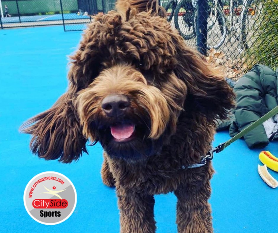 CitySideSports's tweet photo. We are so glad to be back with #netball &amp; #volleyball.. but mainly for the doggos! https://t.co/umFR5L4VWo