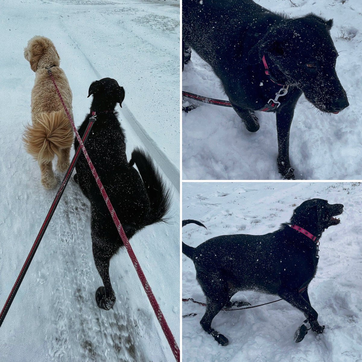 Winter is wayyyy better with a dog 🐶 

Just Maggie living her best life with her Goldendoodle neighbour Güs ❄️ #skstorm #yqr