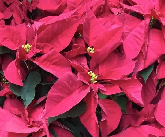 FloralDaily's tweet photo. "Dispel the poinsettia toxicity myth"
https://t.co/sNtegkh7Kw https://t.co/saioIngkpq
