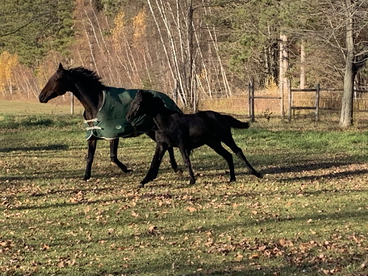 Hotline Mare and Morricone filly. Reseeding field with SS Horse Pasture and Paddock Mix ⁦<a href="/speareseeds/">Speare Seeds</a>⁩ #equine in 2022