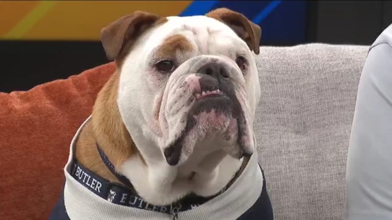 IndyNowTV's tweet photo. Life isn't all naps &amp; belly rubs for the big guy. Here's what @TheButlerBlue does on @ButlerMBB game days like today: https://t.co/AGIxKdBMxb. He's been wondering, does @TheRealSparty work this hard for @MSU_Basketball? 

#butlerbulldogs #butlerblue #Indy @JillianDeam @ryansongs https://t.co/yMXunX2Tfj