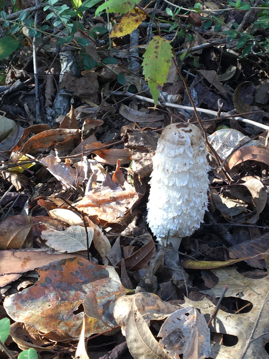 Happy #NationalHikingDay!!! It's a gorgeous day! We hope you have a chance to get out and enjoy. 🥾

#clearcreeknaturalheritagearea #clearcreeknaturalheritagecenter #wehikewednesday #dentonparks #dentonparksandrec #cityofdenton #denton #dentontx