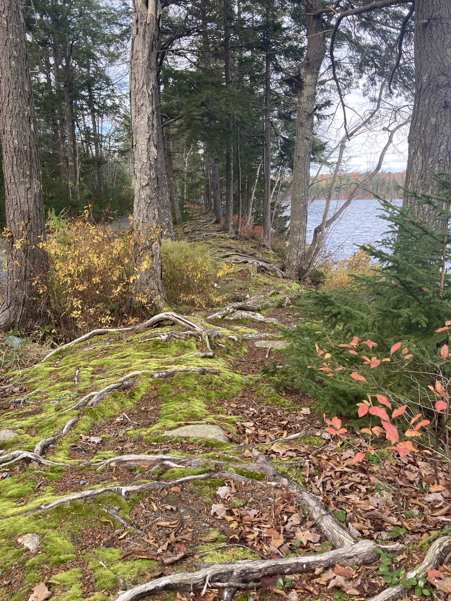 TomBDickerson's tweet photo. Nova Scotia is absolutely gorgeous. If this isn’t a magical path to the land of the Faye I don’t know what is. #mythical #Canada #inspiration #NovaScotia #magic #Mahy3mnmischief https://t.co/BAr7Fd1QYB