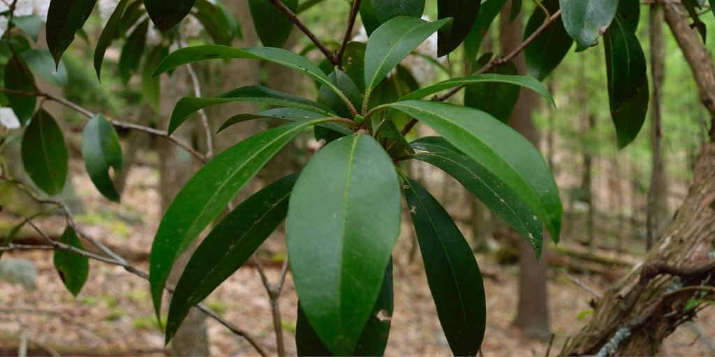 StateMuseumPA's tweet photo. Mountain laurel is one of the few broad-leaved native plants that does not lose its glossy, dark green leaves in the winter. This evergreen shrub grows into dense thickets providing animals with winter shelter. #Evergreen #ExplorePA #InYourYard #GetOutside https://t.co/VBbZXOAppF