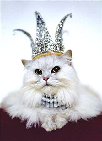 kitcatlyon's tweet photo. ***BIG OLE #ThankYou to my #SweetBFF @barbdena5424 ! *** *This #Cat got a #DeliveryToday! Even though my #birthday is not till the day after #Thanksgiving, I'll start early with the @GODIVA Chocolates! WHOOP! I feel like this... CAT https://t.co/TFkNIAbW1p