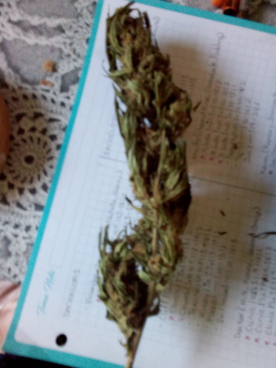 Sin_Pension's tweet photo. Vamos a dar kaña a esta #AmnesiaPro de mi primo https://t.co/dKifrqqTPM