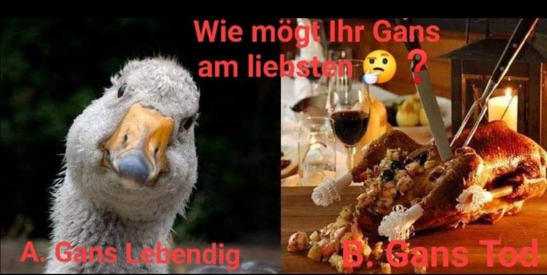 SimoneOtte's tweet photo. Umfrage 🤔 : 

Wie mögt Ihr Gans am Liebsten 😍❓

A.  Gans Lebendig ❣️

B.  Gans Tod ‼️

#TierewollenLeben #goveganfortheanimals https://t.co/UoLaIJM1qs