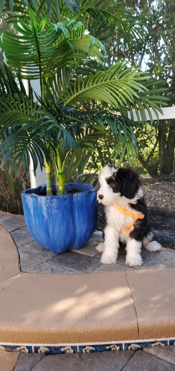 Chlo'e my baby girl posing under her Palm Tree..