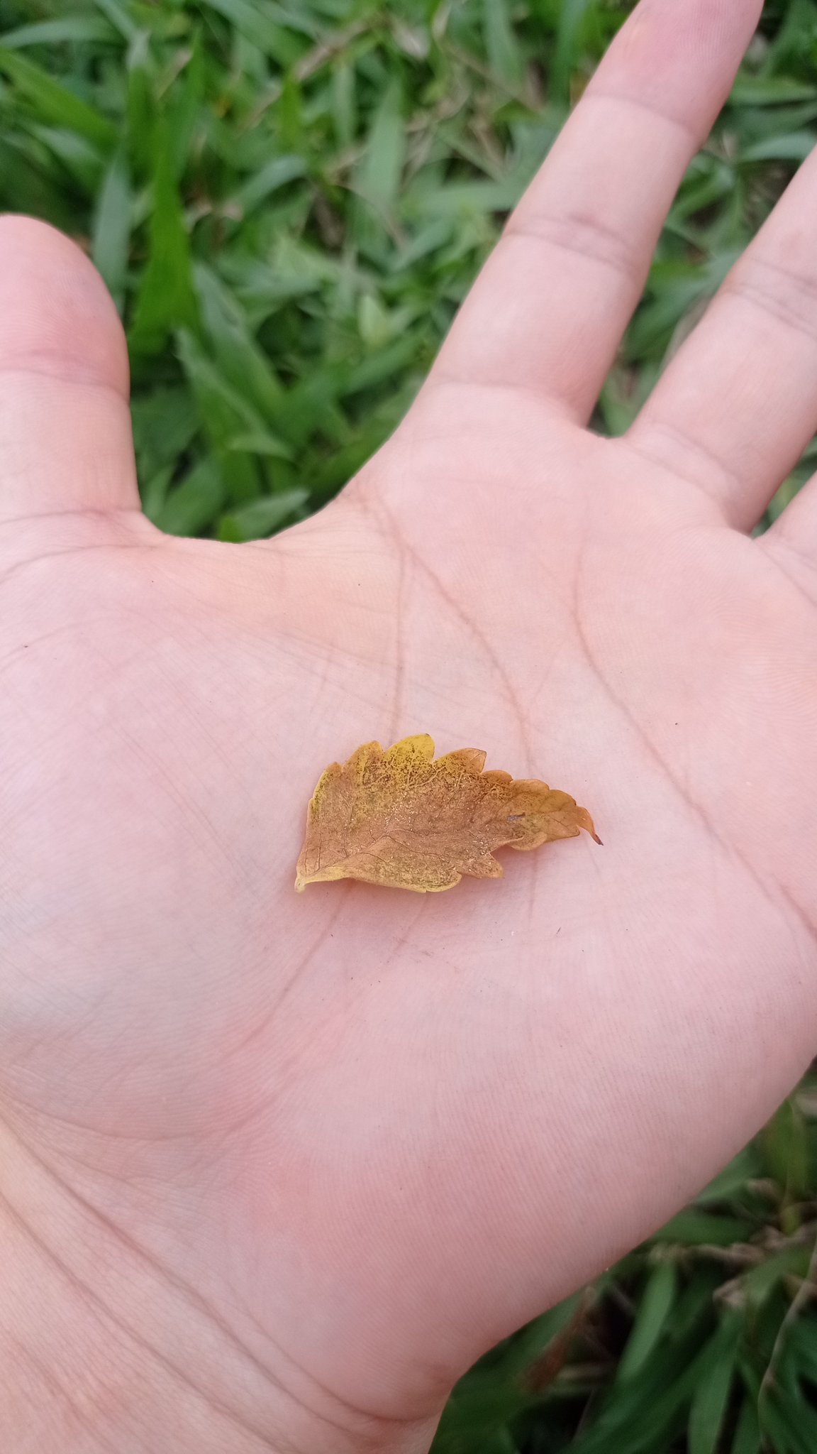 Lo más otoñamente básico que me ha pasado es que me haya caído esa hojita en la nariz. https://t.co/TVVldUj5XZ