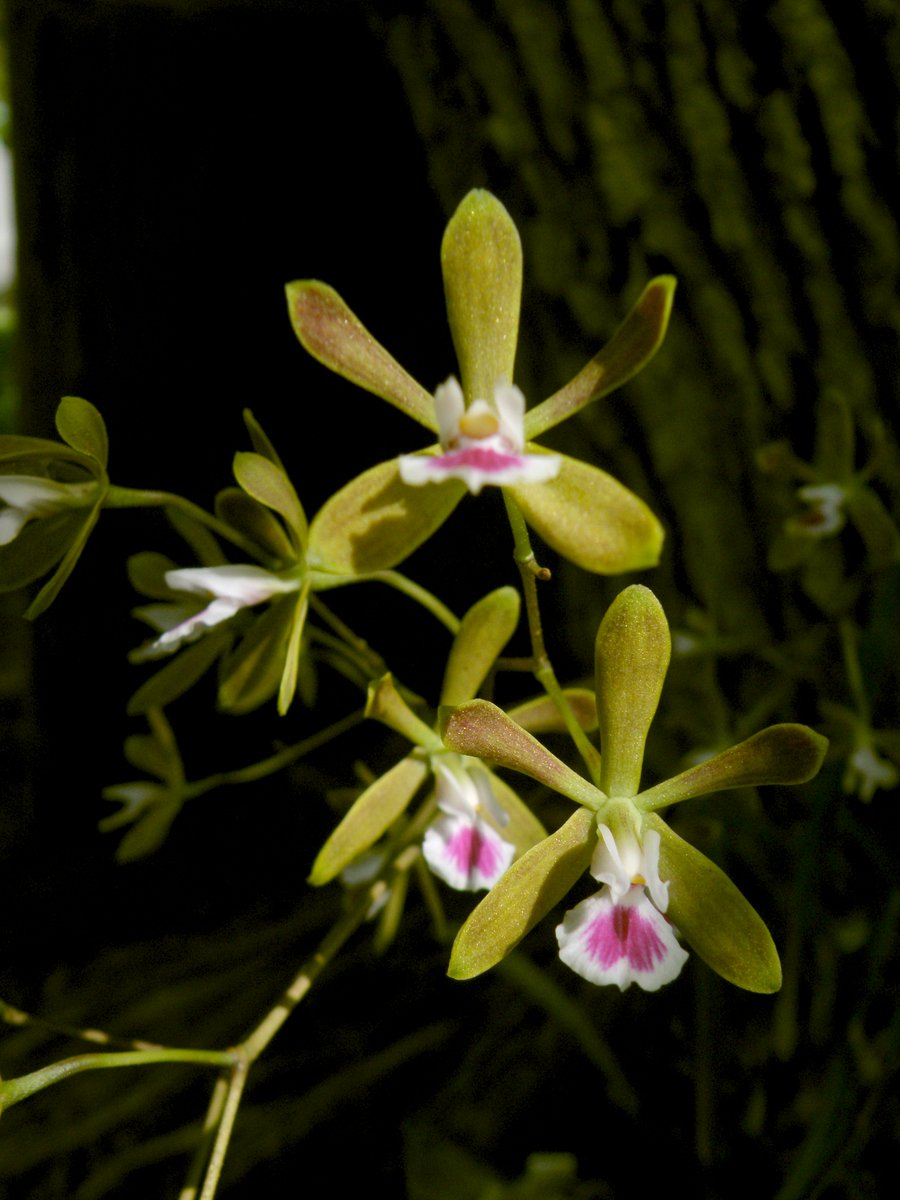 FairchildGarden's tweet photo. Early Giving Is Now Open! Give Now to Fairchild! #GiveMiamiDay! You are all helping #SaveTheOrchids! #GiveMiamiDay https://t.co/dZ4yTZWi1n https://t.co/YXOeWXh5wi