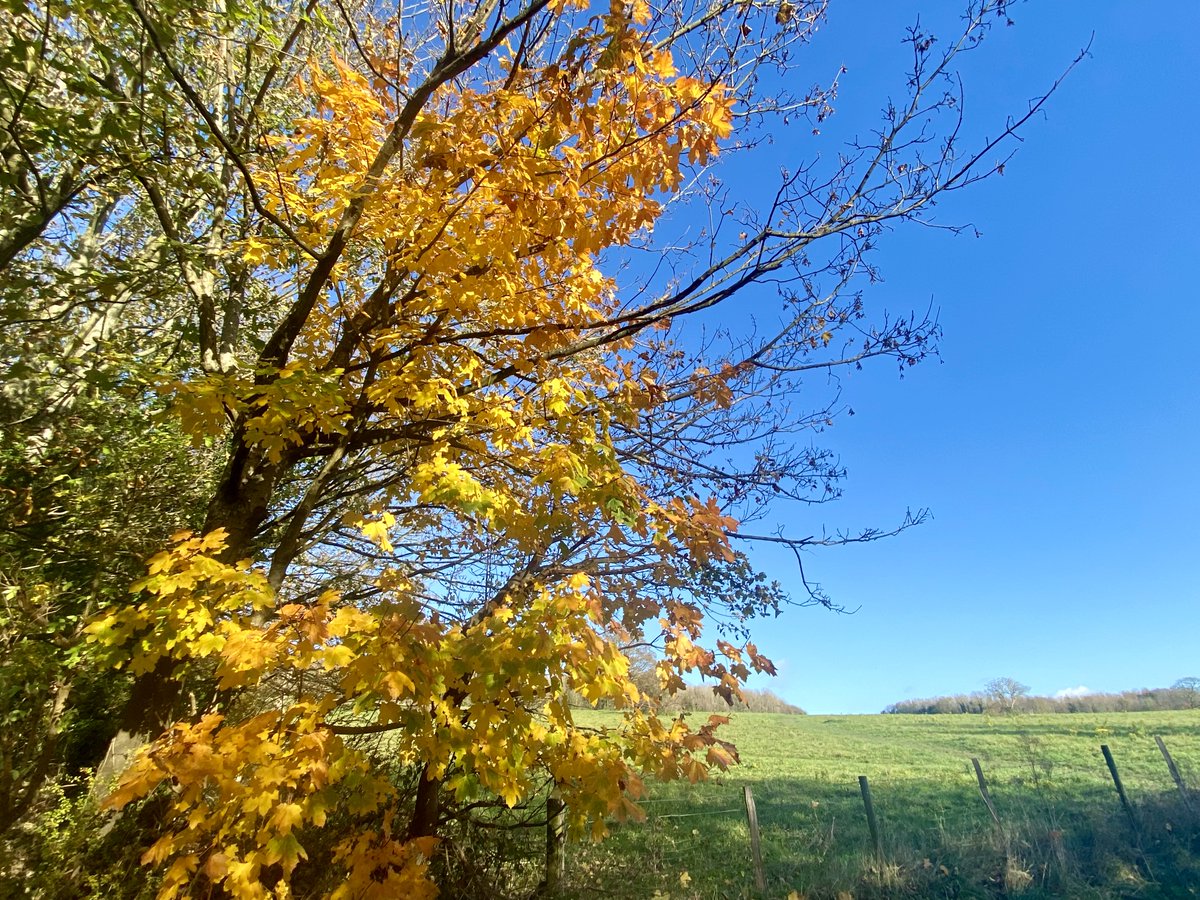 marcthevet's tweet photo. Took a break from writing &amp; ventured up to #StanmerWoods today. Still autumnal colours everywhere, met loads of lovely dogs, great views across #SouthDowns, plus saw some other friendly faces en route. Fortunate to have this beautiful woodland on our doorstep :) #Brighton #Sussex https://t.co/K5FB0Kq5Nz