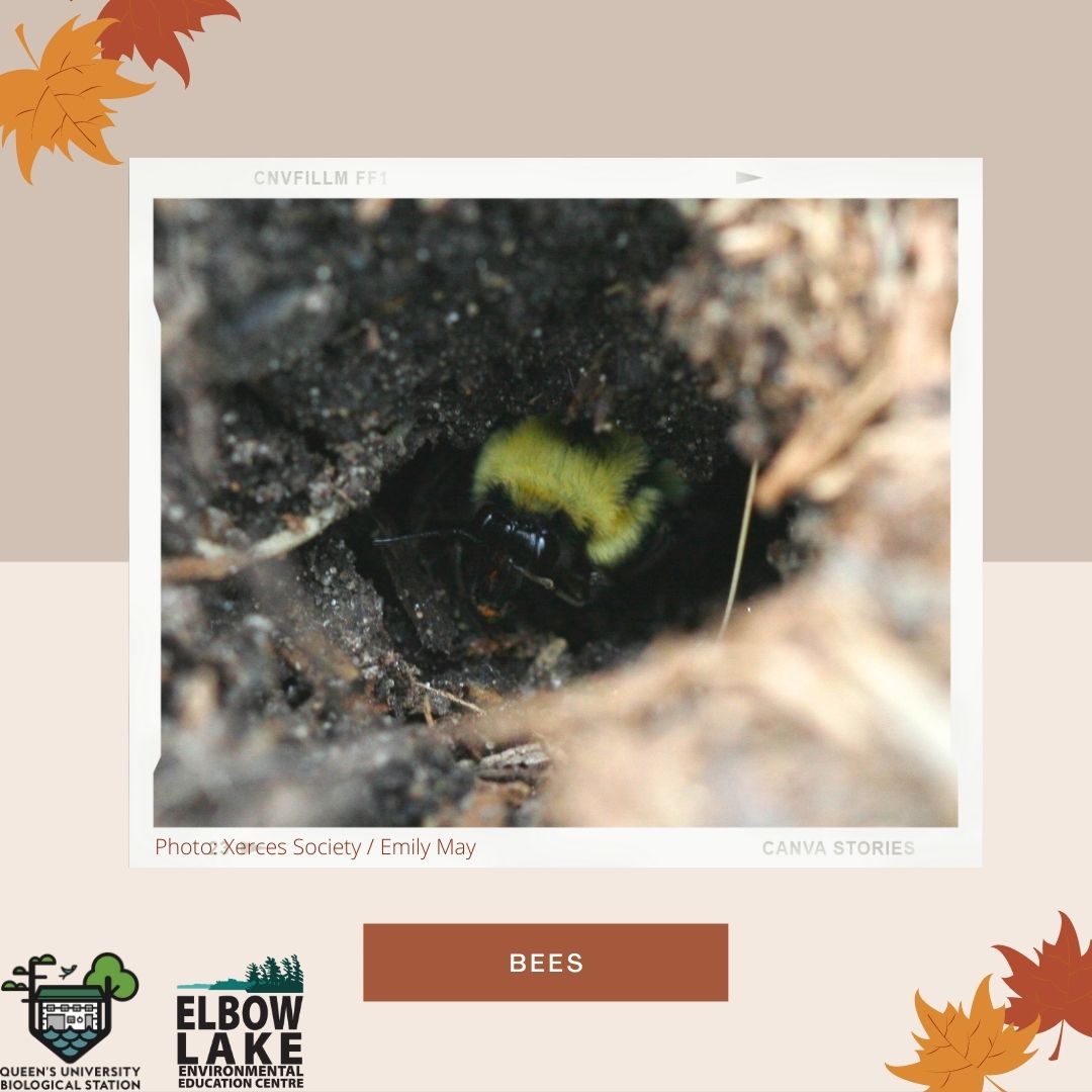 ElbowLakeEEC's tweet photo. While bees are a common sight in the summer, what happens to them when the colder weather arrives? 
When the snow comes, different species of bees have their own ways of surviving the cold. Bumble bee queens (pictured) survive by hibernating underground. https://t.co/bTXMEVHibu