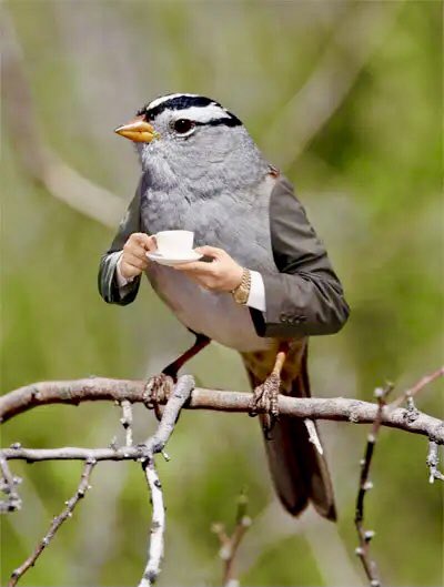 catomaro's tweet photo. Smart bird cup of tea at five o’clock. #birds #cupoftea #cupofteatime #fiveoclocktea #collage https://t.co/L5jR310DiY