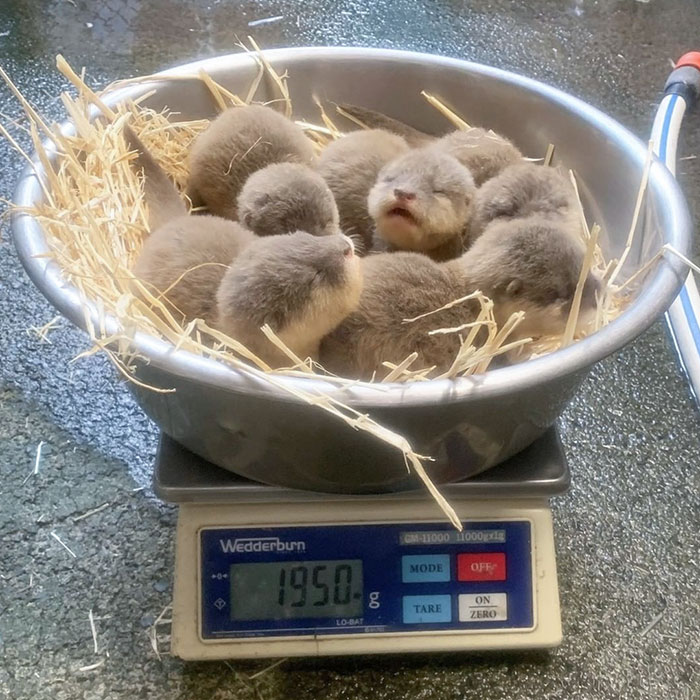 SketchesbyBoze's tweet photo. it's Wednesday and maybe you need to see some baby otters https://t.co/cHGW27tnF3