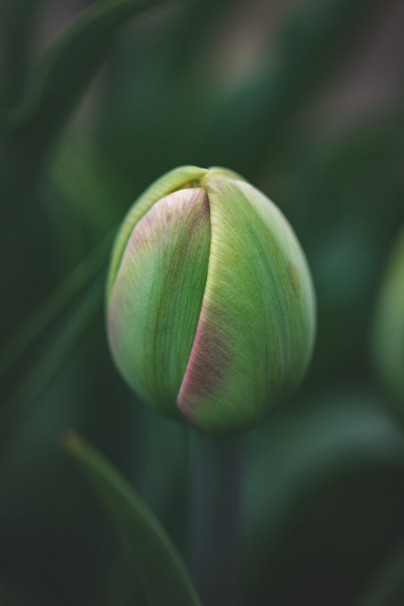 AlbaFloraPhoto's tweet photo. Tulip Copper Image in bud #nature  #NaturePhotography #tulip #Flowers  
https://t.co/xA8ISINxxY https://t.co/FZoXEJJ4Z8