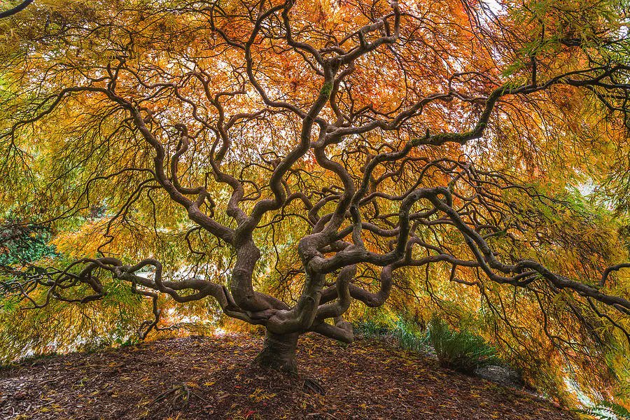 John_M_Bailey's tweet photo. An amazing view by Cal!

What We See by Calazone's Flics https://t.co/cD6JzXNCr2 #tree #nature https://t.co/KdqAmJsCRd