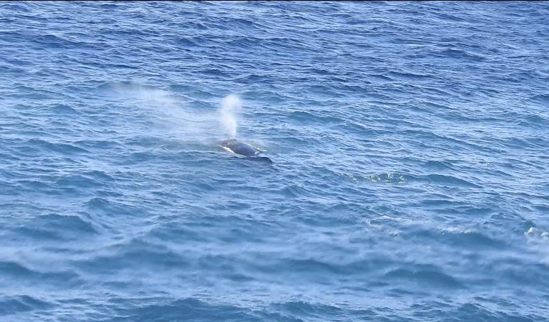 brcl's tweet image. Elephant island whales
