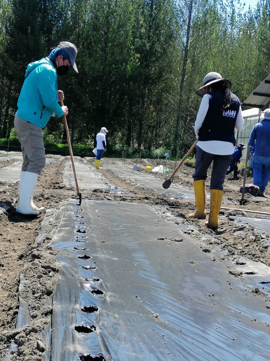 inamhi_ec's tweet photo. Los institutos públicos de investigación INAMHI e INIAP en el marco de la cooperación interinstitucional realizaron la Evaluación del uso eficiente del agua en dos variedades de maíz con cubierta de plástico, utilizando los métodos isotópico y convencional
#cultivos #meteorología https://t.co/qYYsaKZe9x