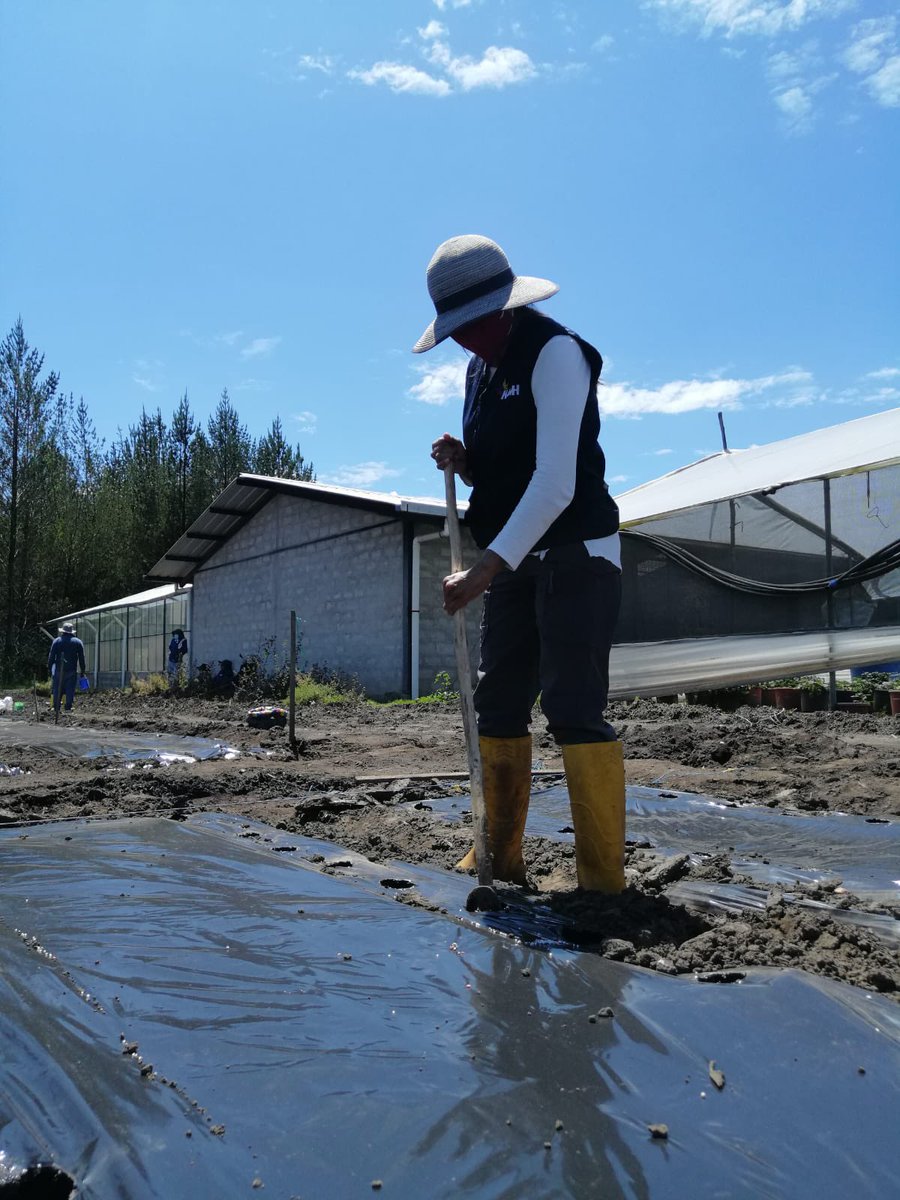 inamhi_ec's tweet photo. Los institutos públicos de investigación INAMHI e INIAP en el marco de la cooperación interinstitucional realizaron la Evaluación del uso eficiente del agua en dos variedades de maíz con cubierta de plástico, utilizando los métodos isotópico y convencional
#cultivos #meteorología https://t.co/qYYsaKZe9x