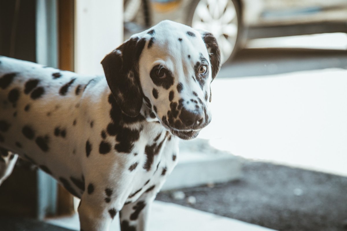 Bark__Paws's tweet photo. #FunFact Dalmatian puppies are not born with spots. Their spots appear as they age.
.
.
.
#barkpaws #dogsoftennessee #tennesseedogs #knoxvilledogs #dogsofchattanooga #dogs #dogstagram #doglover #furmom #dogstyle #dogselfie #dogsrule #petsupplies #petaccessories https://t.co/pm6umriCVs