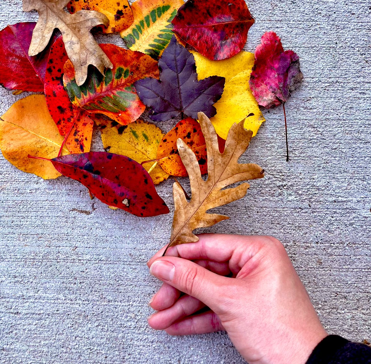 Ⓜ️elissa tweet media