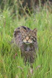 Zoologywithkiki's tweet photo. See if you can spot the #wildcats amongst my own domestic cat #2021EBE #CatsOnTwitter https://t.co/3OusqxLcg2