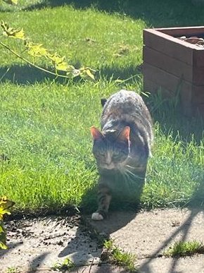 Zoologywithkiki's tweet photo. See if you can spot the #wildcats amongst my own domestic cat #2021EBE #CatsOnTwitter https://t.co/3OusqxLcg2