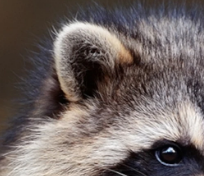 (( my favorite thing about raccoons ?

THOSE CUTE LITTLE ROUND EARS--