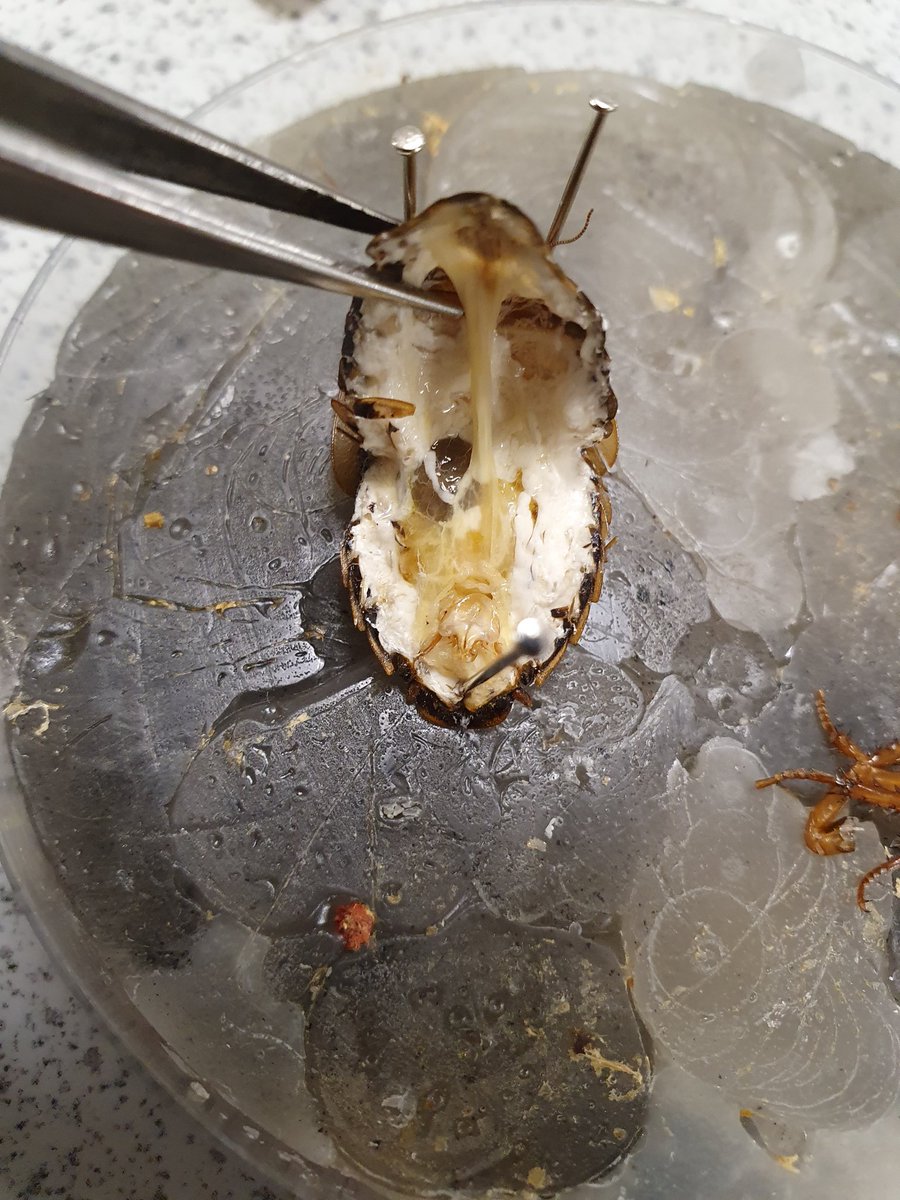 _doctorchris's tweet photo. Great day in @WLVsci_eng labs with my MSc students. #Blowfly pinning and ID, #dissection of crickets, locusts and cockroachs, analysis of burnt #bones, #cutmarks on bones, and bones that had been scavenged by canids and rodents. #forensics #taphonomy #anthropology #entomology https://t.co/Pc5ISQYot7