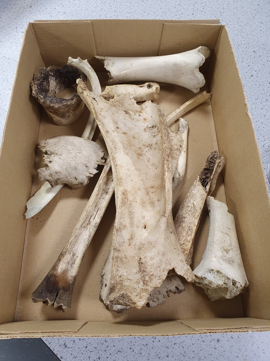 _doctorchris's tweet photo. Great day in @WLVsci_eng labs with my MSc students. #Blowfly pinning and ID, #dissection of crickets, locusts and cockroachs, analysis of burnt #bones, #cutmarks on bones, and bones that had been scavenged by canids and rodents. #forensics #taphonomy #anthropology #entomology https://t.co/Pc5ISQYot7