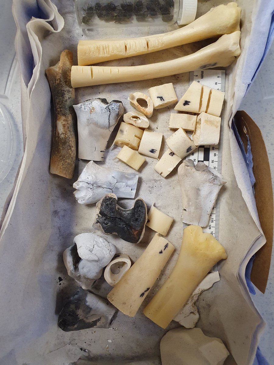 _doctorchris's tweet photo. Great day in @WLVsci_eng labs with my MSc students. #Blowfly pinning and ID, #dissection of crickets, locusts and cockroachs, analysis of burnt #bones, #cutmarks on bones, and bones that had been scavenged by canids and rodents. #forensics #taphonomy #anthropology #entomology https://t.co/Pc5ISQYot7