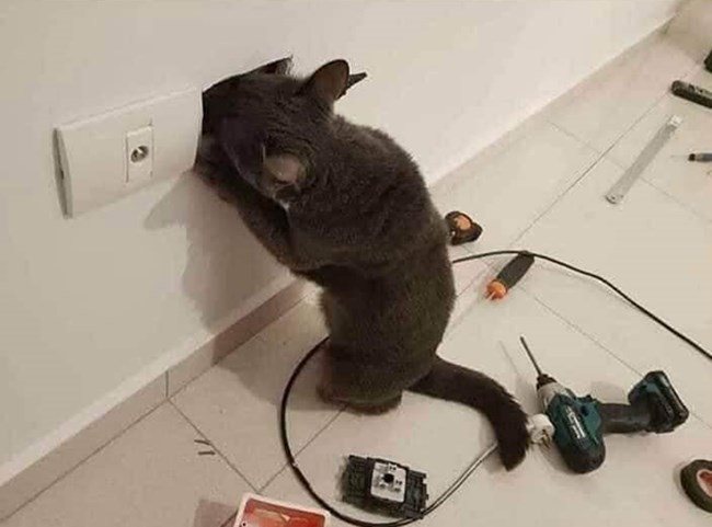 cats with jobs 🛠 tweet media
