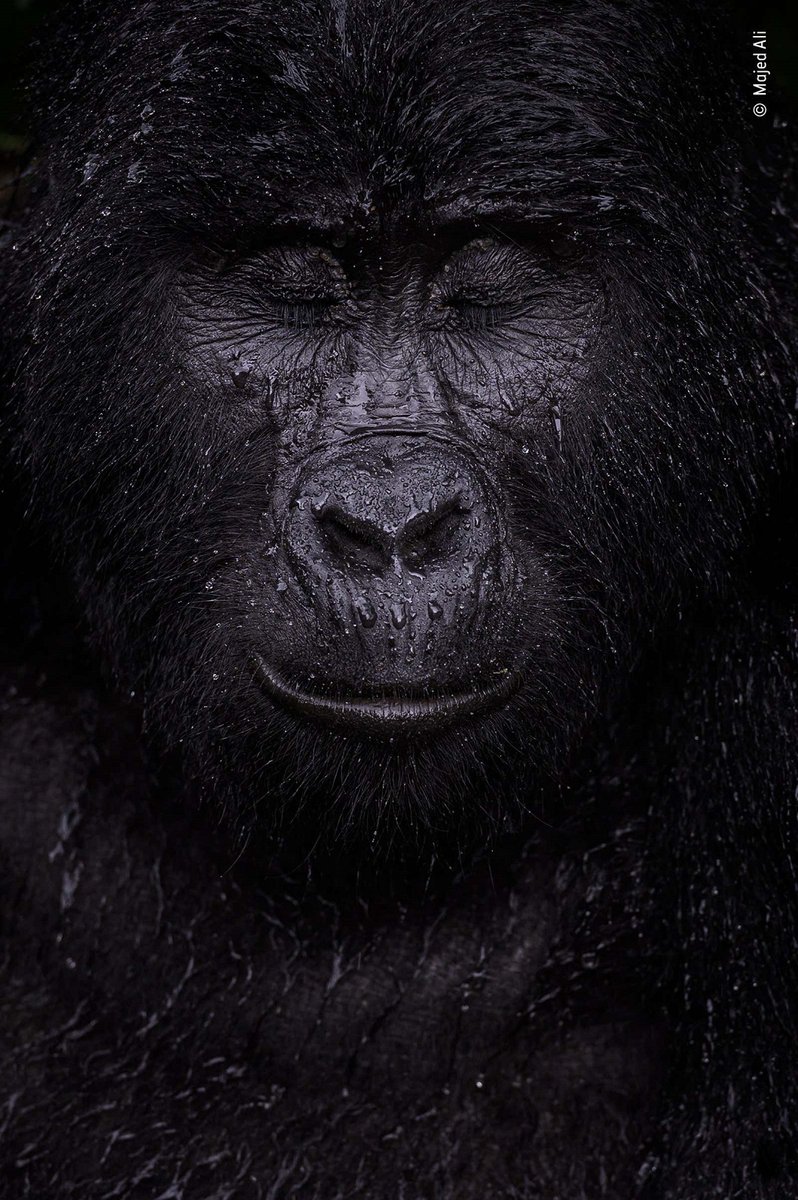 CRCiencia's tweet photo. Retrato de un gorila de montaña bajo la lluvia, Parque Nacional Virunga, Republica Democrática del Congo (Majed Ali,  2021) #WildlifePhotographerYear2021 https://t.co/BVf830LMzN