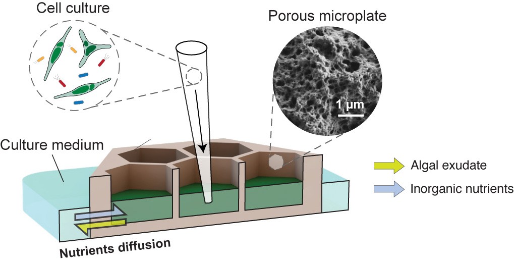 protistologists's tweet photo. Novel co-culture method dissects algal-bacterial ecology in space and time https://t.co/2cvGuKaG3g #protists #algae #phycosphere
Bacterial response to spatial gradients of algal-derived nutrients in a porous microplate https://t.co/2R1XNyrhyh https://t.co/nNVJw6gUut