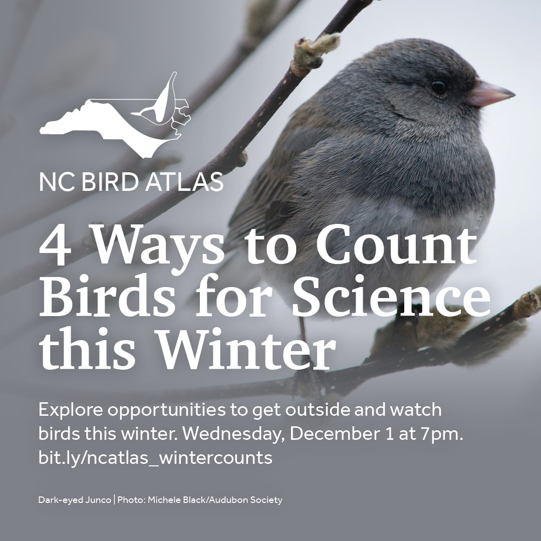 Discover how you can contribute to bird conservation through winter bird surveys during our webinar on Wednesday, December 1 at 7pm.  Pre-register at bit.ly/ncatlas_winter…