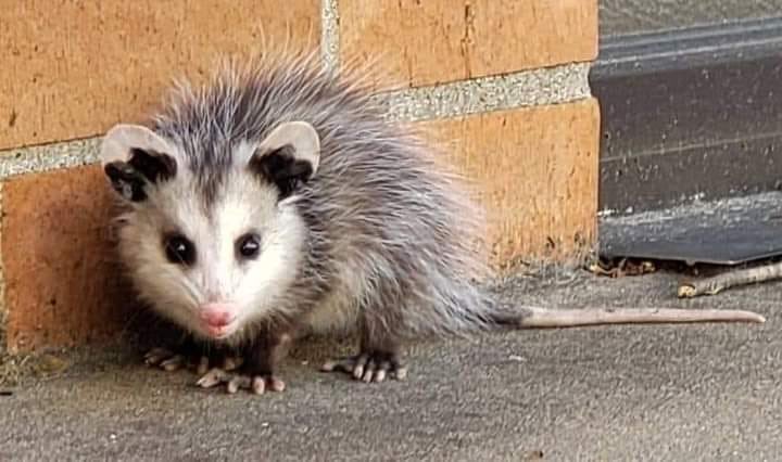 El tlacuache es capaz de soportar 80 mordeduras de serpiente de Cascabel y come garrapatas como si fuera papas fritas. Gracias a él, existen antídotos contra el veneno de varios tipos de serpiente 🐍

🔴 ¡No los mates!