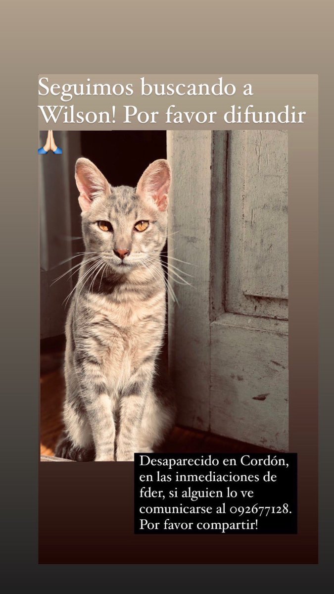 caroflores33's tweet photo. Seguimos buscando a Wilson, gato de 8 meses castrado, desaparecido en Cordón! Me ayudan compartiendo? Gracias! https://t.co/XsTSQeF5rs