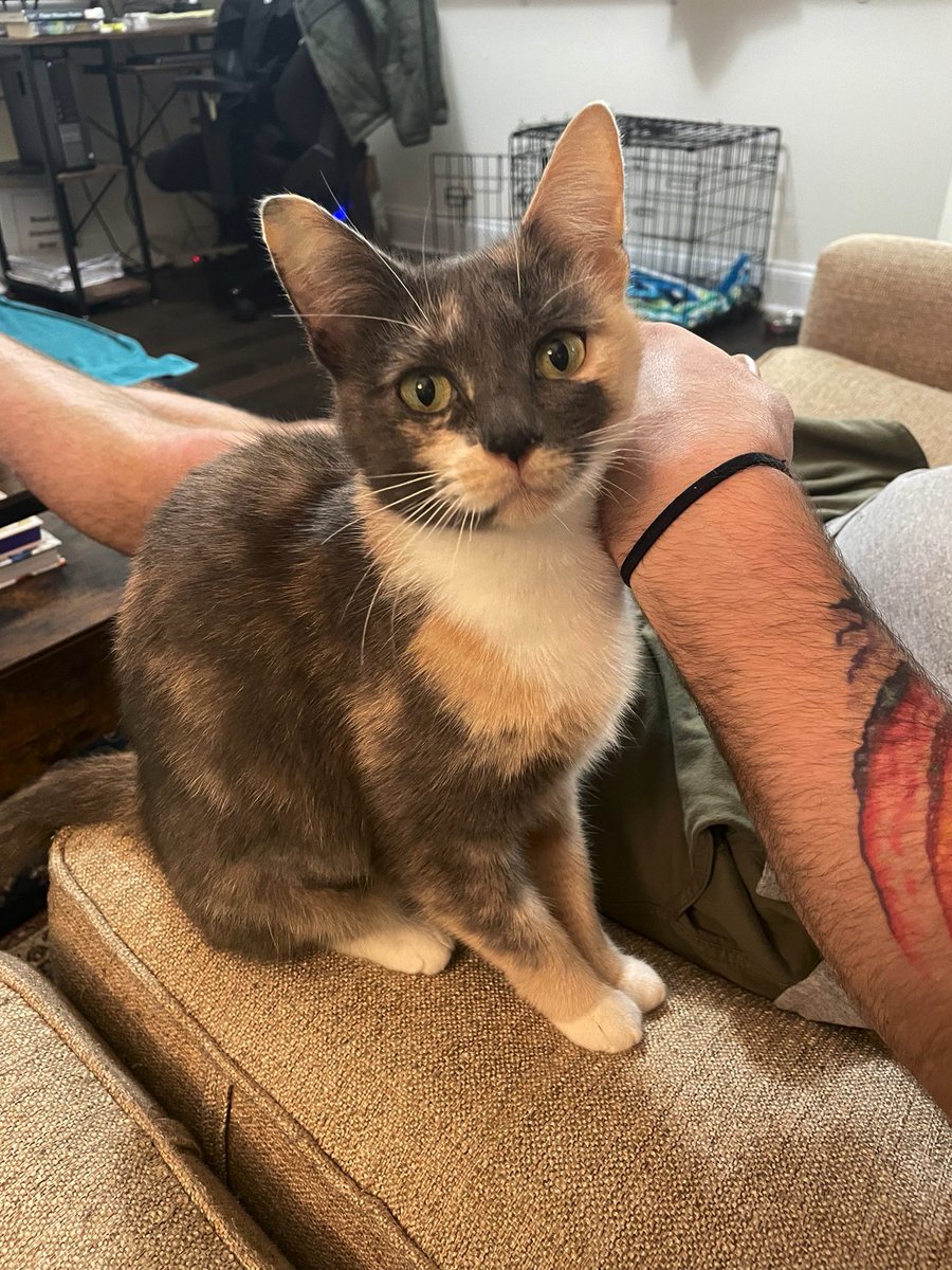ZFusfeld's tweet photo. I would LITERALLY take a bullet for this young lady #kitty #cat #CatsOnTwitter #CatsofTwitter #phoebe #pheebs #perfectangel https://t.co/Rp417NnfLj