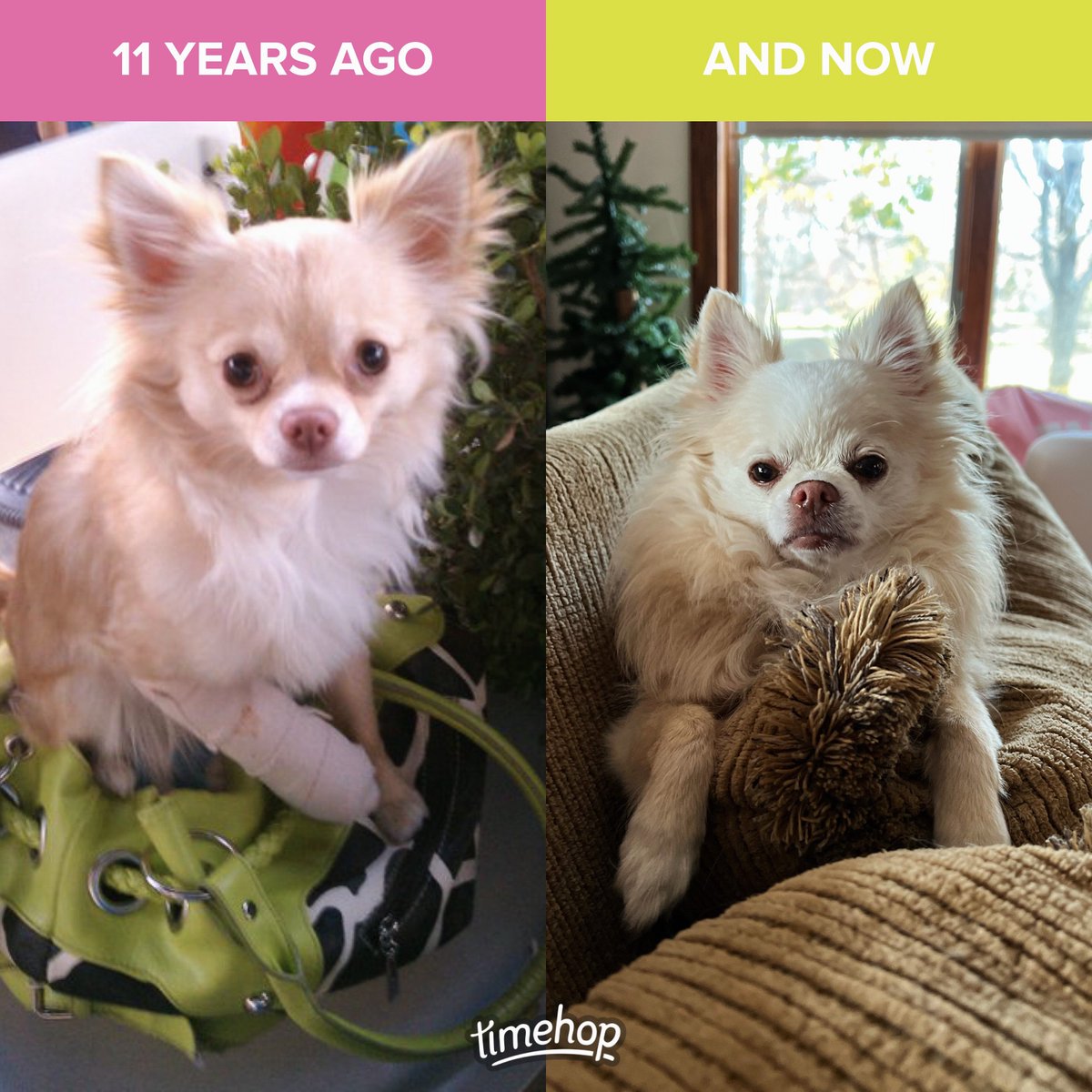 Jahnnalee's tweet photo. 11 years ago Gizmo broke his arm but you’d never know because he’s such a savage 🦁💕 #dogsoftwitter #dogmom #Savage https://t.co/UCLcJgEekW