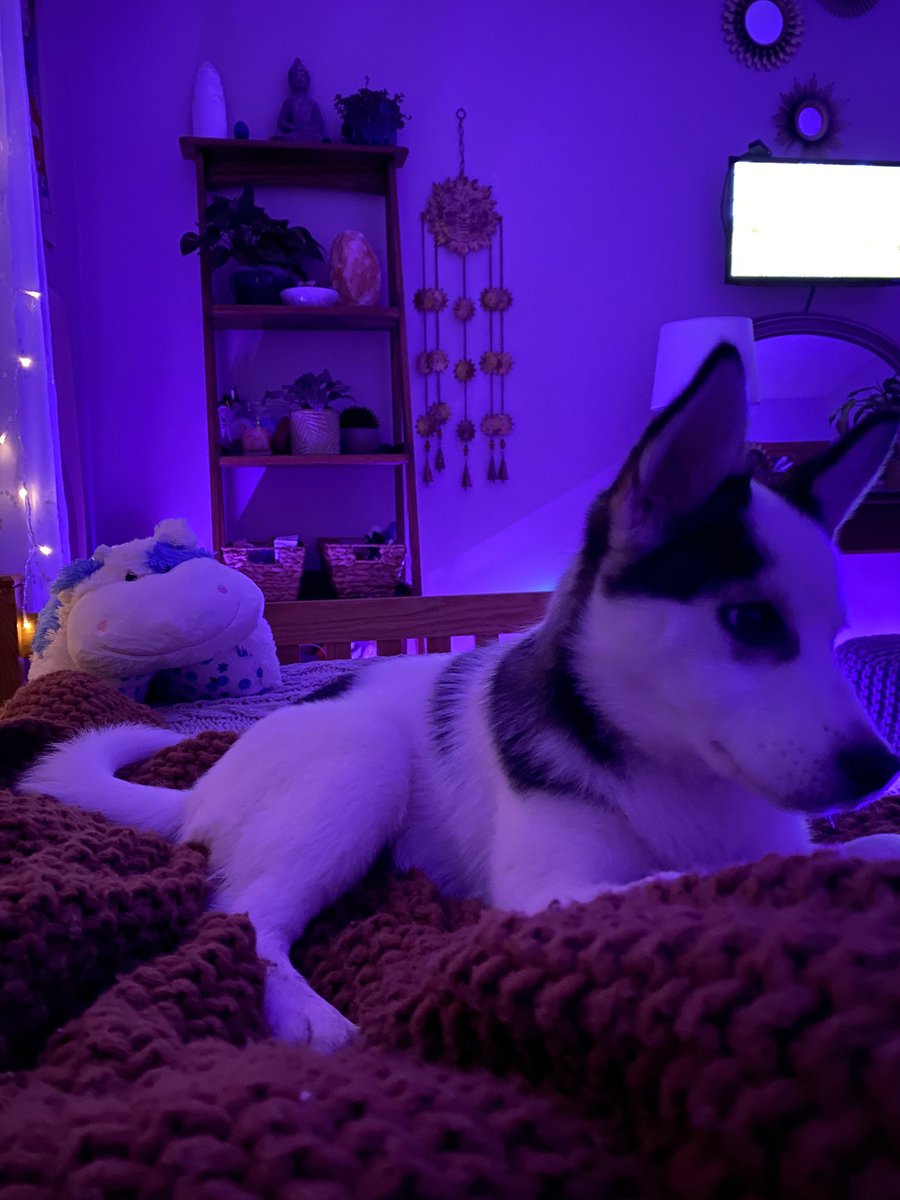 emliywillis's tweet photo. toast and puppy https://t.co/THt6yPlhA9