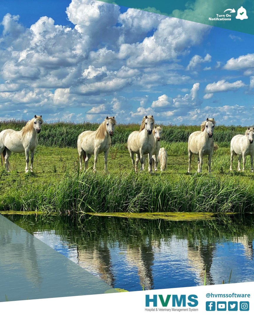 Vet_Software's tweet photo. Every Equine Practice needs to have an increase efficiency and profitability. HVMS Software provides you that! ๐คฉ
Learn more at https://t.co/VCcBSzlL6l
#software #softwaredeveloper #equinesolutions #equinesoftware #hvmssoftware https://t.co/boFrAY9bNP