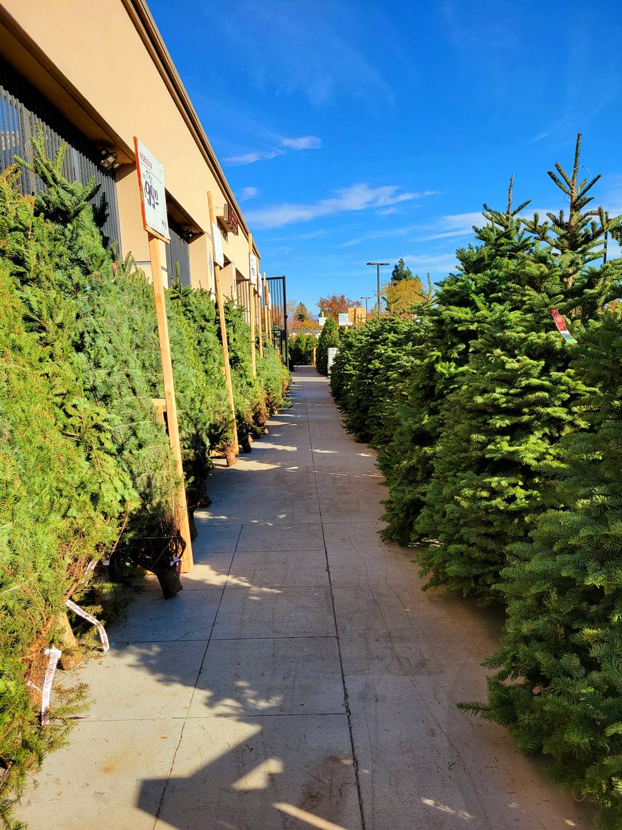 DectG's tweet image. First Christmas tree truck of the year. 900+ unloaded and ready Hillsdale Strong #1009Hillsdale #pacnorthproud