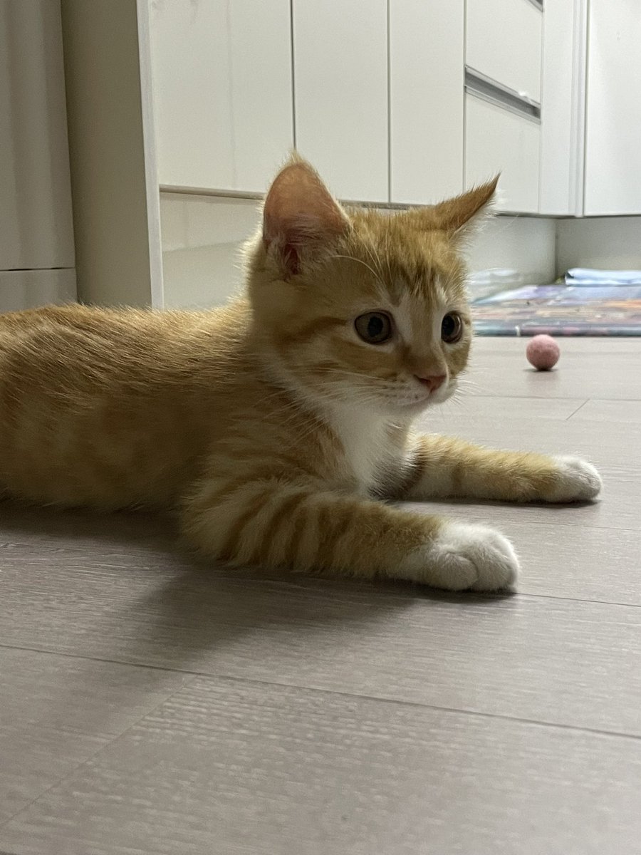 하루동안 공 4개 잃어버린 고양이